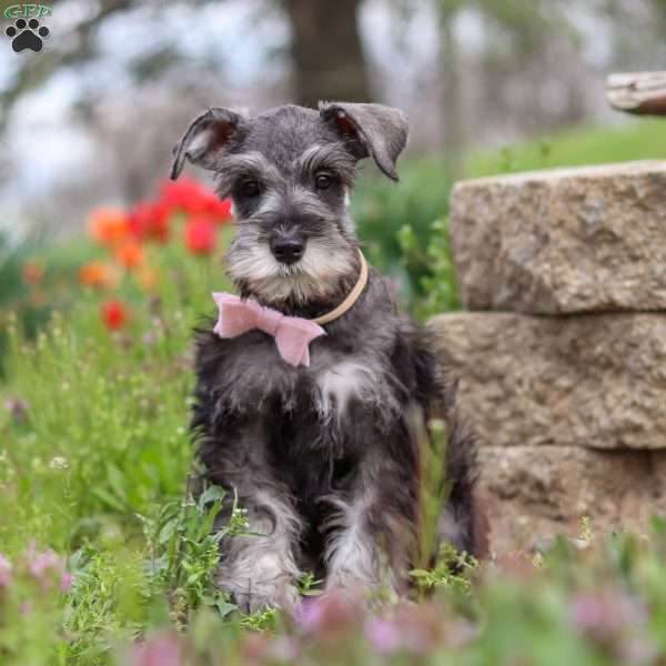 Tessa, Miniature Schnauzer Puppy
